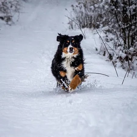 Apartamento Bio-peisingerhof *