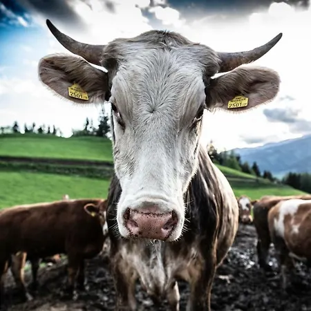 Bio-peisingerhof Apartamento *