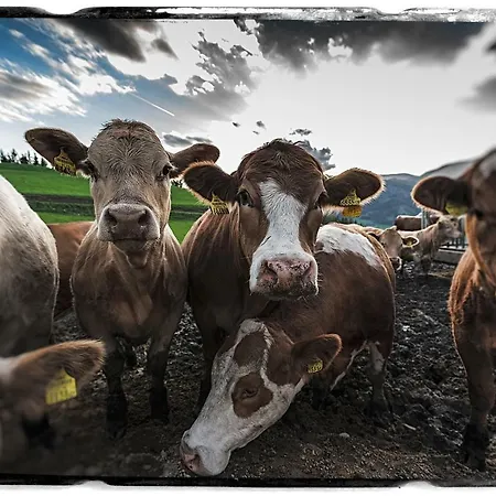 Bio-peisingerhof Apartamento