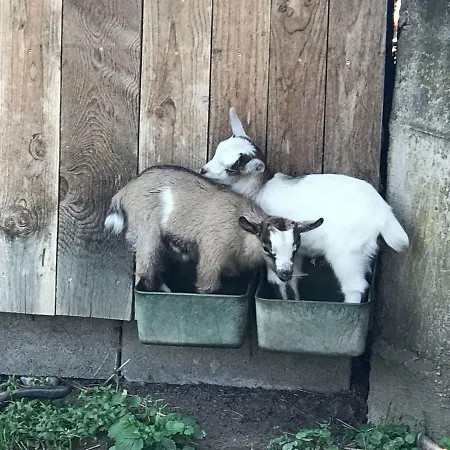 Bio-peisingerhof Apartamento