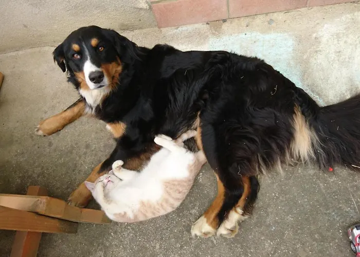 Bio-peisingerhof Apartman