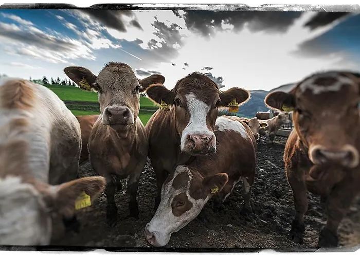 Bio-peisingerhof Апартаменты