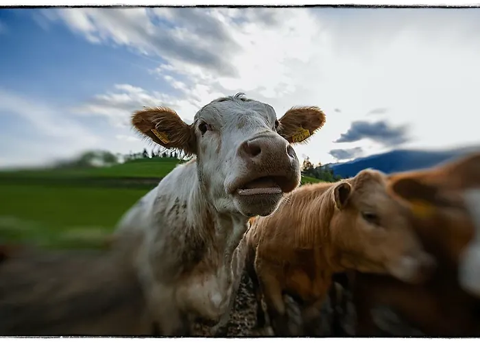 Bio-peisingerhof Apartman *