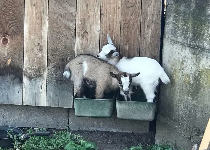 Bio-peisingerhof Apartman