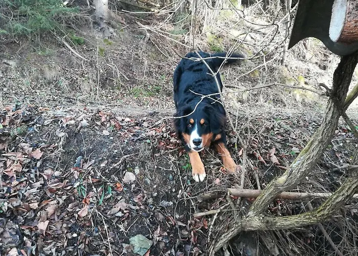Bio-peisingerhof Apartman